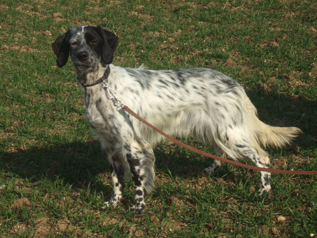 Diva de la cense aux lièvres