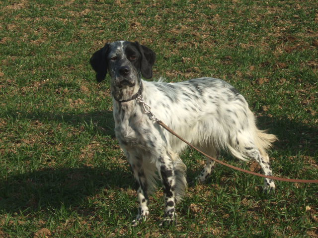 Diva de la cense aux lièvres