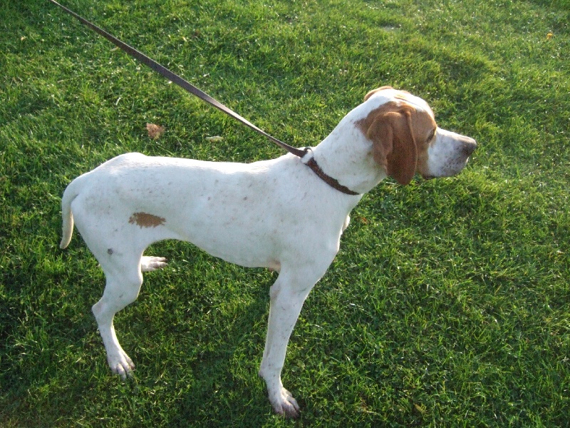 Daisy de la cense aux lièvres