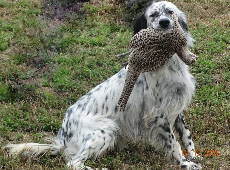 Hazard de la cense aux lièvres